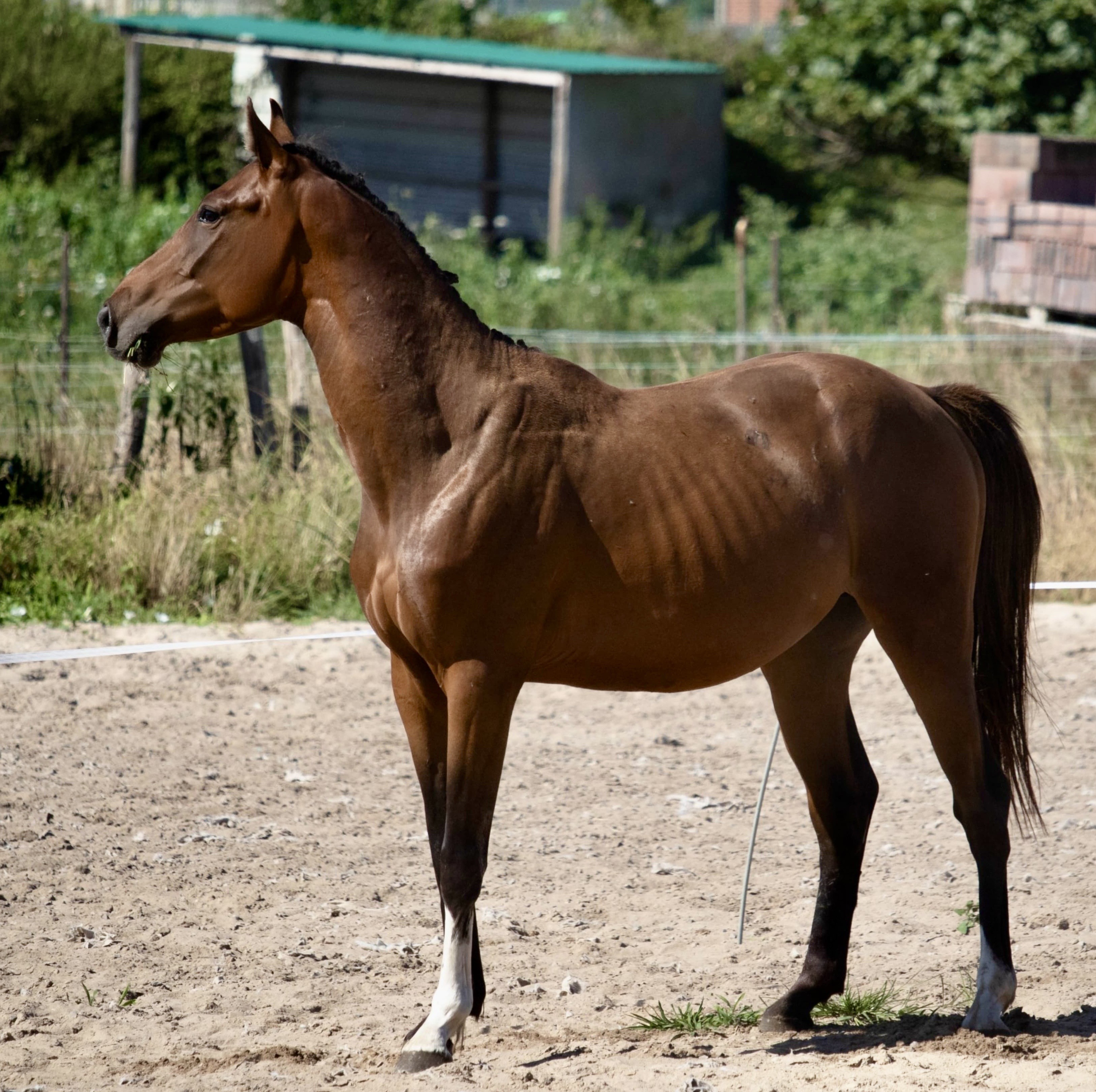 horse